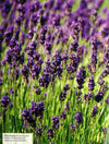 Neal's Yard Remedies - Essential Oils (Hb)