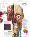 Knowledge Encyclopedia Human Body!