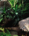 Ultimate Tropical