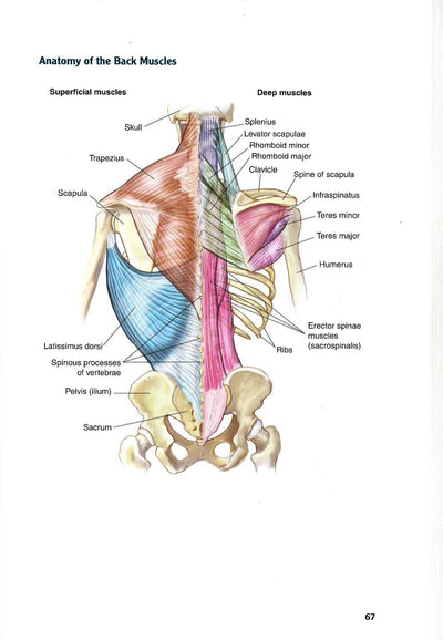 Bodybuilding Anatomy