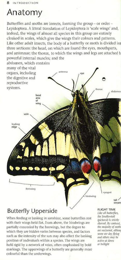 Butterflies And Moths: A Photographic Guide To British And European Butterflies And Moths (Pocket Nature)