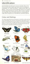 Butterflies And Moths: A Photographic Guide To British And European Butterflies And Moths (Pocket Nature)