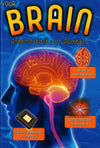 Your Brain