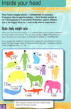 Your Brain