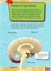 Your Brain