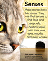 Animal Faces