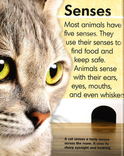 Animal Faces