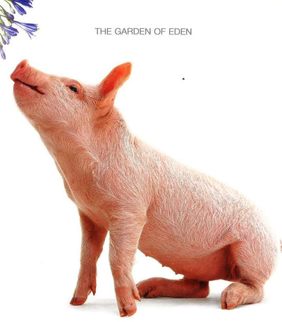 Piggy Parade