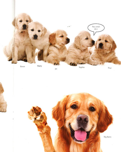 Party Time Sticker Book: Star Paws : An Animal Dress-Up Sticker Book
