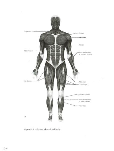 A Man's Guide To Muscle And Strength