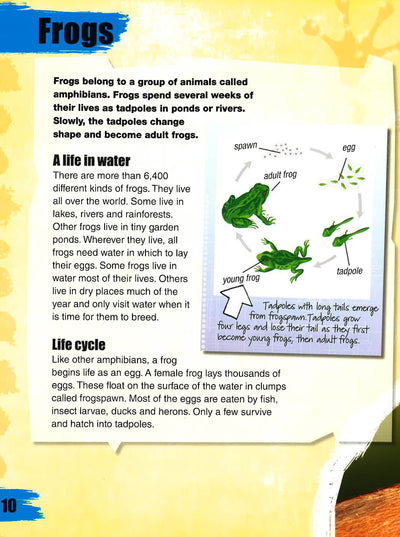 Amazing Animal Shape-Shifters