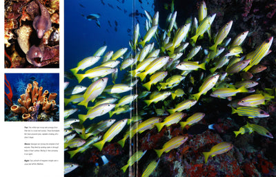 Oceans: Discover The Beauty Of Our Underwater World