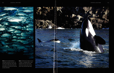 Oceans: Discover The Beauty Of Our Underwater World