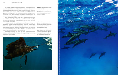 Oceans: Discover The Beauty Of Our Underwater World