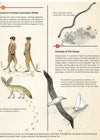 Animal Atlas