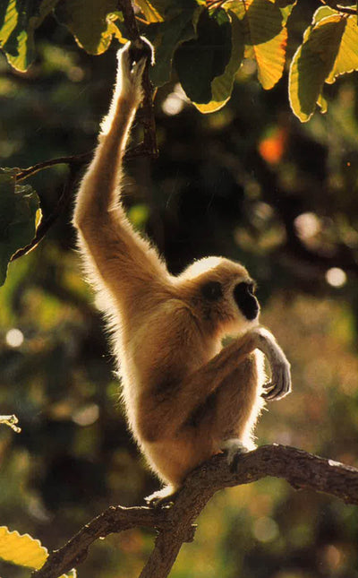 Primates In Question: The Smithsonian Answer Boook