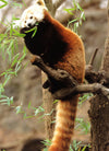 Pandas