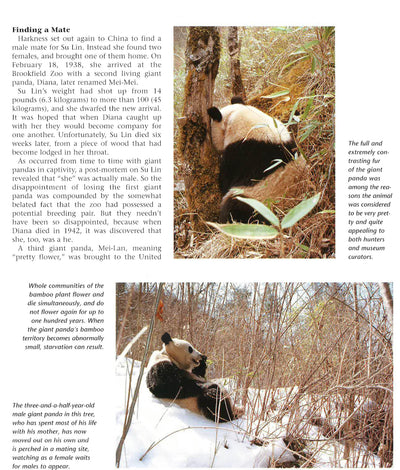 Pandas