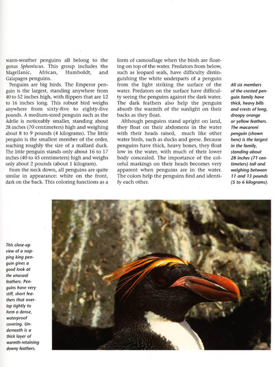 Penguins: A Portrait Of The Animal World