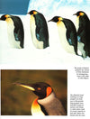 Penguins: A Portrait Of The Animal World