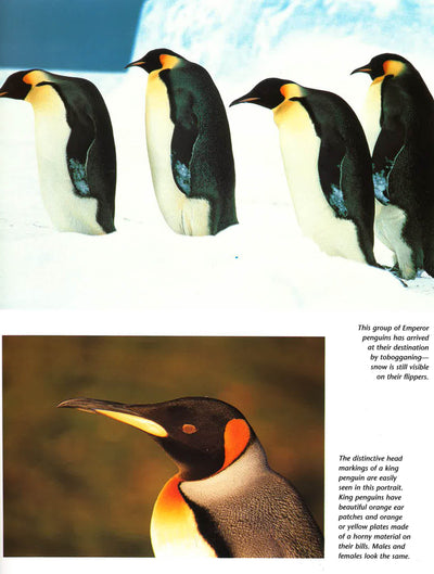 Penguins: A Portrait Of The Animal World