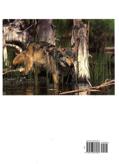 Wolves A Portrait Of The Animals World