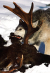 Wolves A Portrait Of The Animals World