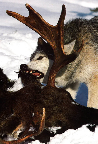 Wolves A Portrait Of The Animals World