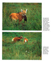 Wolves A Portrait Of The Animals World