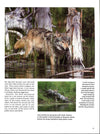 Wolves A Portrait Of The Animals World