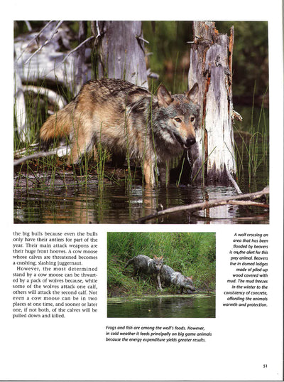 Wolves A Portrait Of The Animals World