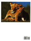 Lions: A Portrait Of The Animal World