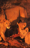 Lions: A Portrait Of The Animal World
