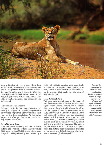 Lions: A Portrait Of The Animal World