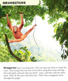 All About Wild Animals