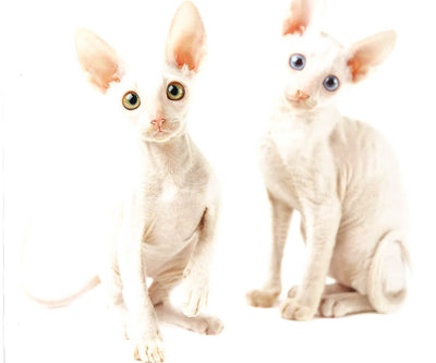 Kittenhood