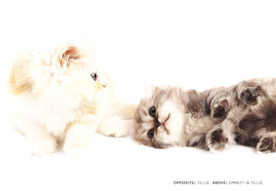 Kittenhood