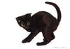 Kittenhood
