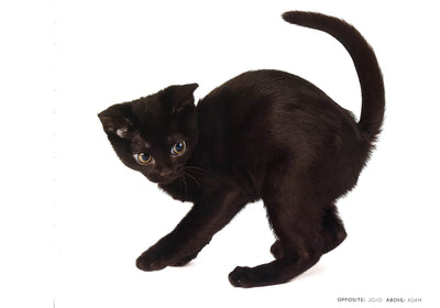 Kittenhood