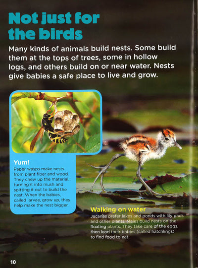 Animal Planet - Baby Animals