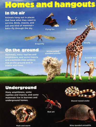 Animal Planet - Animals On The Move
