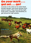 Animal Planet - Animals On The Move