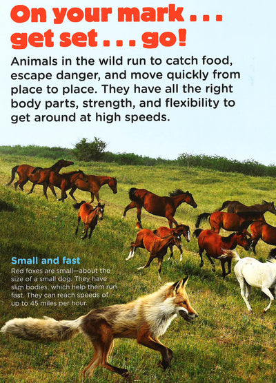 Animal Planet - Animals On The Move