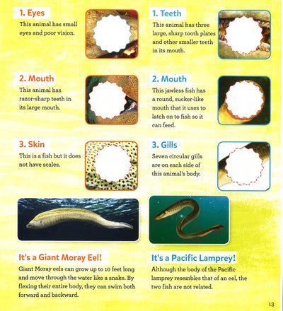 Smithsonian Sticker Creations: Under The Sea