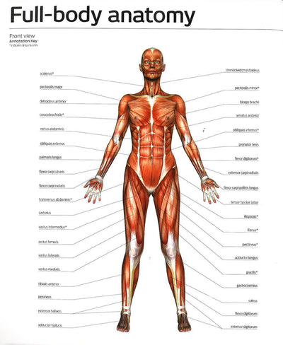 Anatomy Of Fitness: Tai Chi