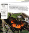 500 Butterflies: From Around The World