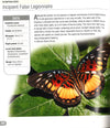 500 Butterflies: From Around The World