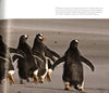 Penguins Close Encounters