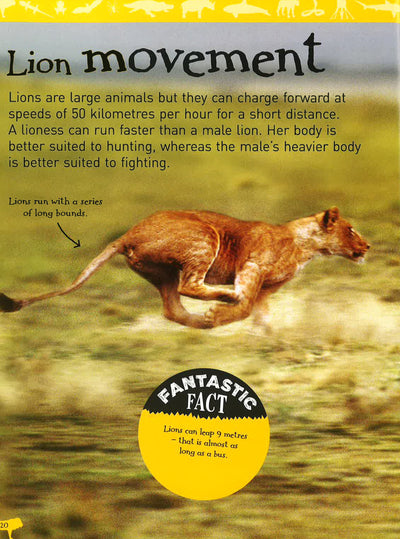 Animal Lives - Lions