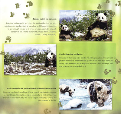 Animal Planet: My Life In The Wild-Panda